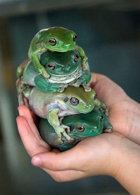 Three Green And White Frogs Sitting On Top Of Each Other In Their Human