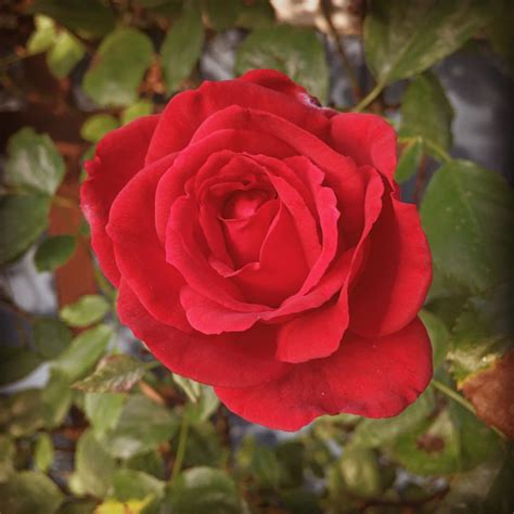 A Rose Is A Rose Is A Rose Is A Rose Gertrudestein Rose Flickr