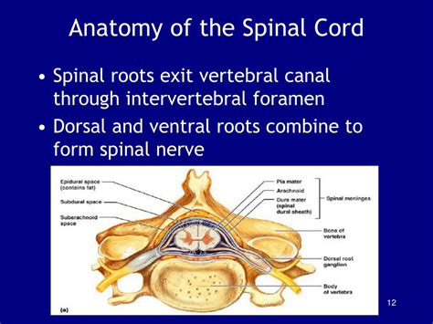 Ppt Chapter 13 The Spinal Cord Spinal Nerves And Spinal Reflexes