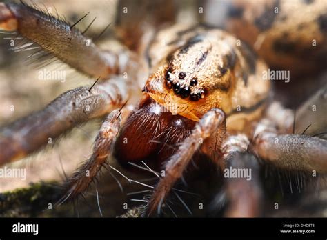 Wolf Spider Fangs Hi Res Stock Photography And Images Alamy