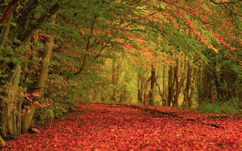 Free Download Nature Autumn Foliage Carpet Wallpapers 2560x1600 2338835