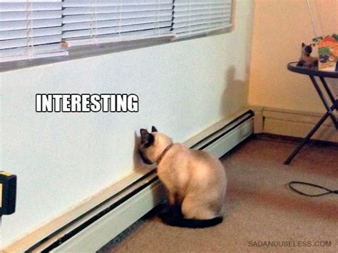 20 Hilarious Cat Scientist Memes Barnorama
