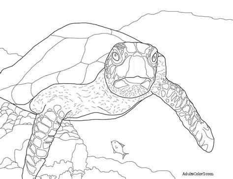 Sea Turtle Drawing For Kids at GetDrawings | Free download