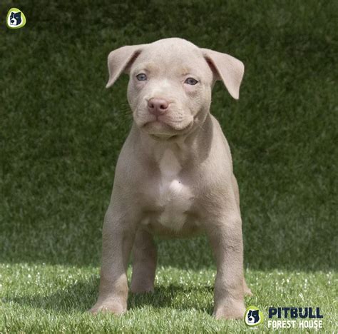 Pitbull Red Nose Puppies