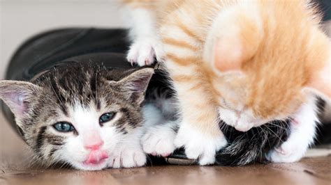 Kitten Behavior Basics The Humane Society Of The United