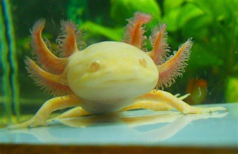 Find axolotl in reptiles & amphibians for rehoming | buy, sell or adopt reptiles and amphibians in canada. Image result for gold axolotl | Axolotl, Fish pet, Amphibians