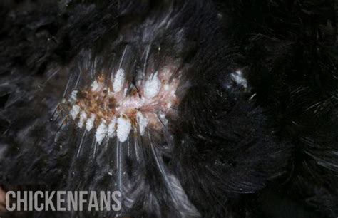 Lice In Chickens Causes And Treatment Chicken Fans