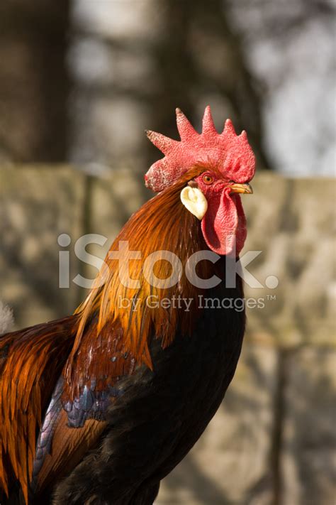 Golden Rooster Stock Photo Royalty Free Freeimages
