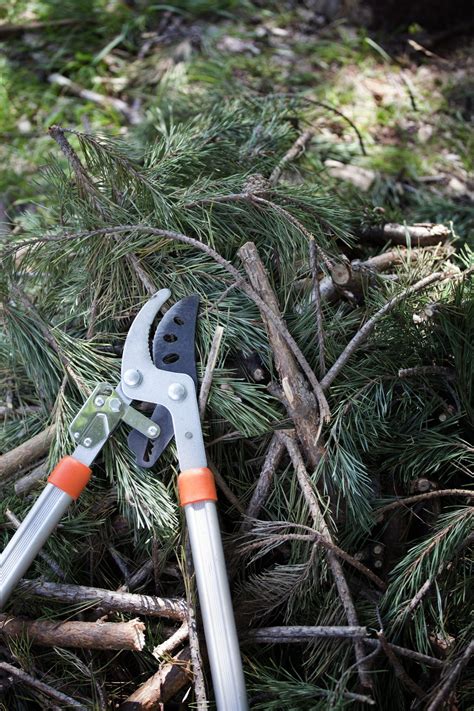 Guide To Pruning Pine Trees Learn How To Prune A Pine Tree