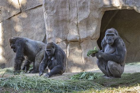 Gorillas Test Positive For Coronavirus At San Diego Zoo Long Beach