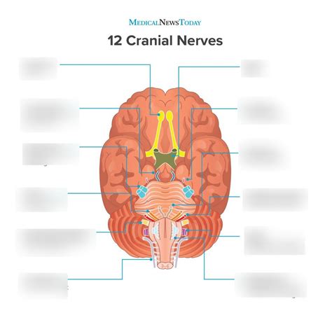 Cranial Nerves Anatomy Lab Diagram Quizlet