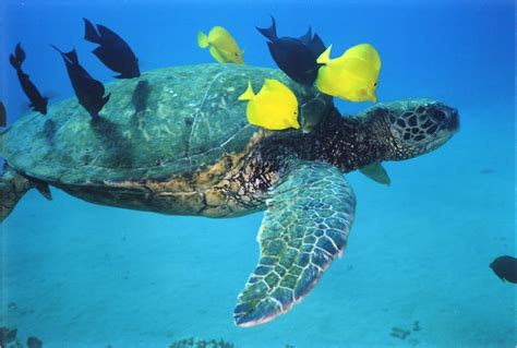 Free Hawaiian Green Sea Turtle 1 Stock Photo