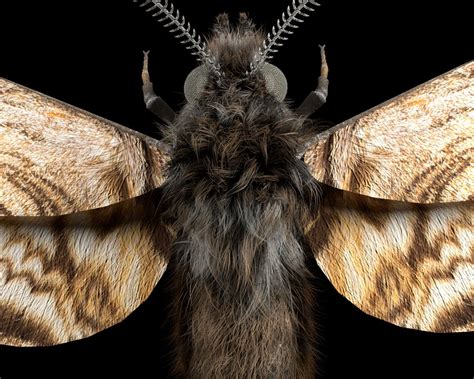 Moth Rigged Hairs Low Poly Insect Pbr D Model In Insects Dexport My