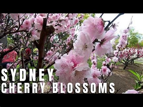 It S Spring Time Walking In Cherry Blossoms Garden Sydney Nsw