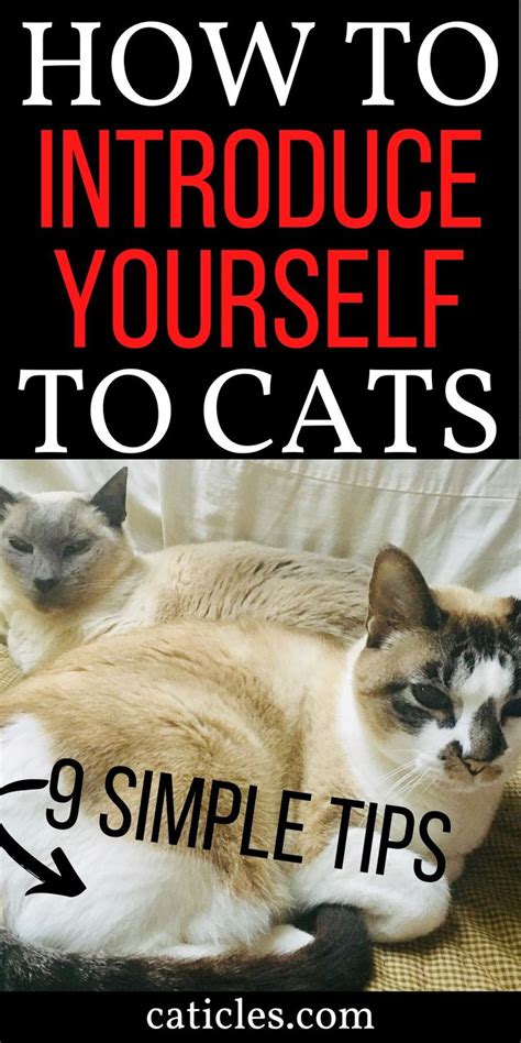 How To Approach A Cat For The First Time In 9 Successful Steps How To