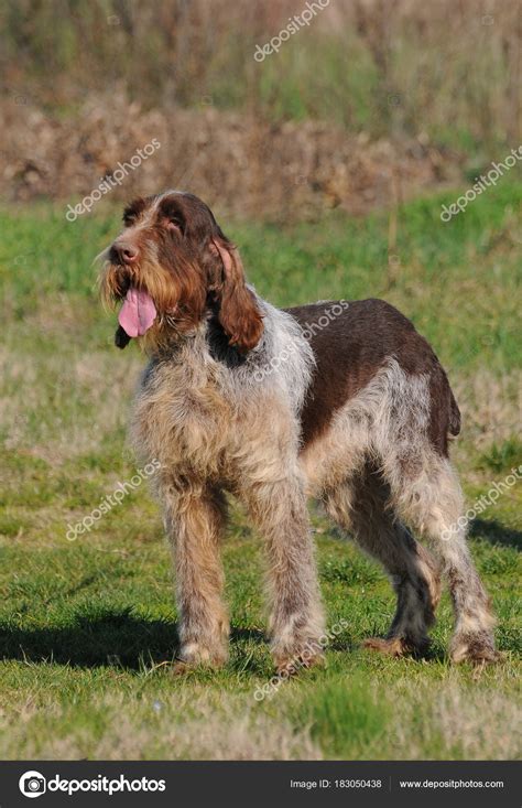Typical Spinone Italiano Dog — Stock Photo © Ricantimages 183050438