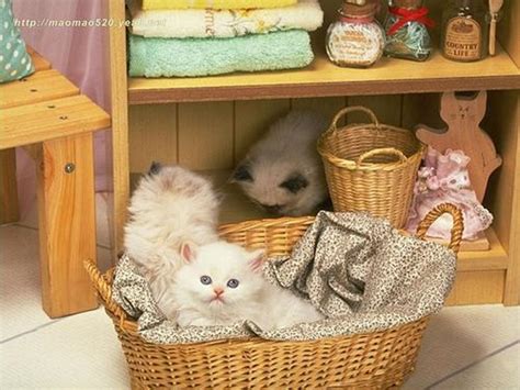 Cute Kitten Kittens Wallpaper 16122928 Fanpop