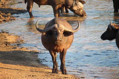 Water Buffalo 11 Facts About Vietnams National Animal