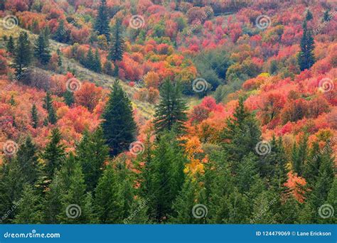 Mountains With Fall Autumn Colors Maple Pine Gold Orange And Green