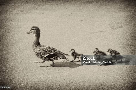 Bebek Dengan Bebek Kecil Di Jalan Foto Stok Unduh Gambar Sekarang