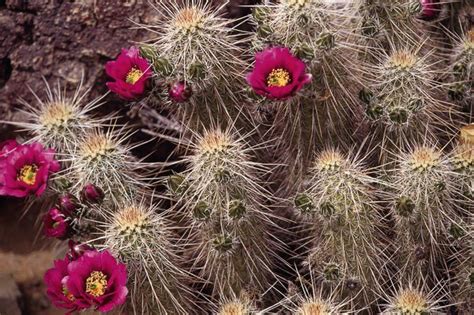 Learn the fascinating ways that cacti are adapted to survive in desert environments. The Three Types of Environmental Adaptations | Education ...