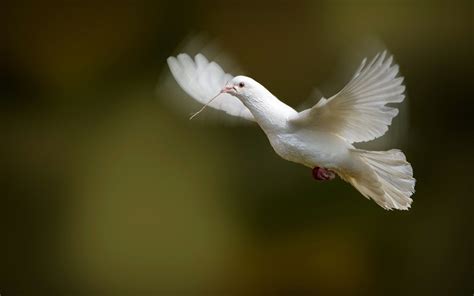 Beautiful Photo Dove Pictures Bird Wallpaper Bird