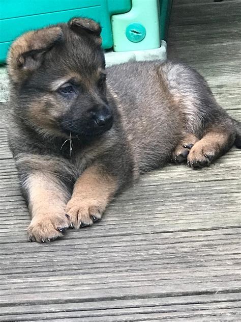 German Shepherd Puppy For Sale In Grays Essex Gumtree