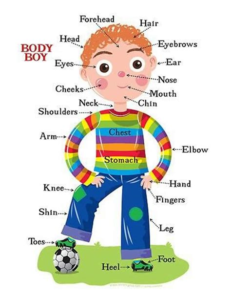 English Vocabulary Parts Of The Body And Face Internal Organs