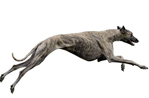 Meet The Fastest Greyhound Dog Ever Recorded A Z Animals