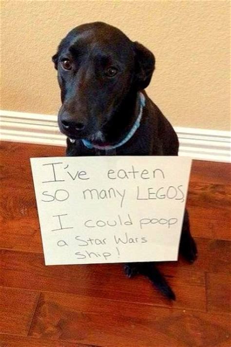 14 Of The Funniest Dog Shaming Photos Ever Life With Dogs
