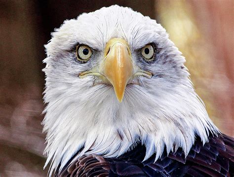 Eagle Eyes Photograph By Frank Vargo Fine Art America