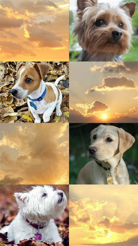 Dog Aesthetic Wallpapers Wallpaper Cave