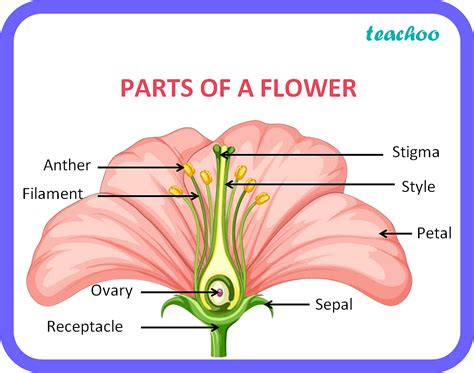 Case Based The Given Diagram Represent The Structure Of A Flower