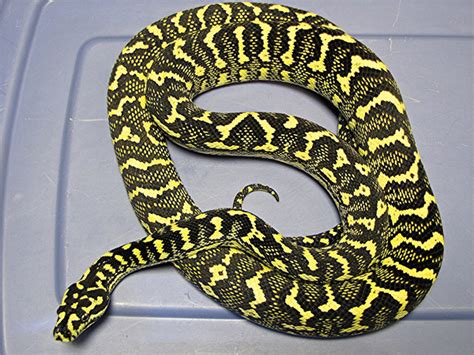 Breeding Carpet Pythons Reptiles Magazine