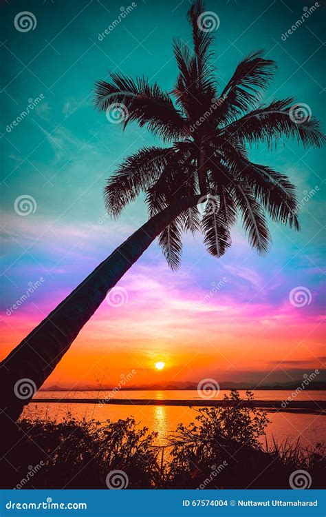 Silhouette Coconut Palm Trees On Beach At Sunset Stock Photo