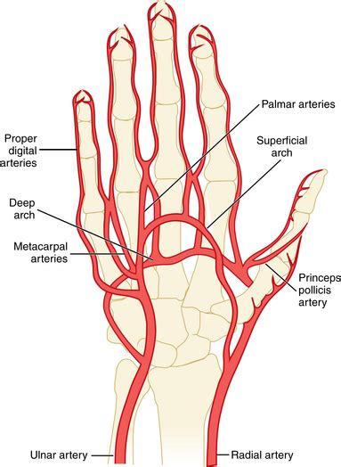 Arterial Arches Of The Hand