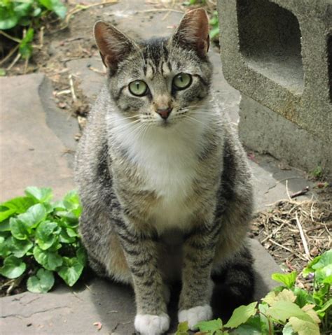 A new cat should be kept indoors, ideally for the first 2 weeks, to prevent him straying back to his old home, or simply getting lost or run over. Autres ressources - organismes / vidéos | SOS Félins ...