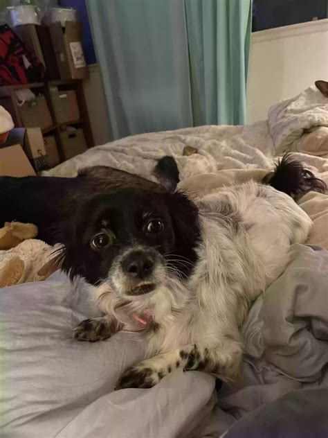 Dog adoption in Fresno, CA 93710: Spaniel mix Dog "Lizzy"