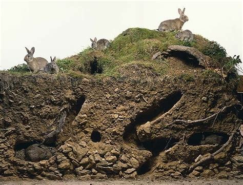 Down The Rabbit Hole A Typical Rabbit Burrow 1400x1068 R