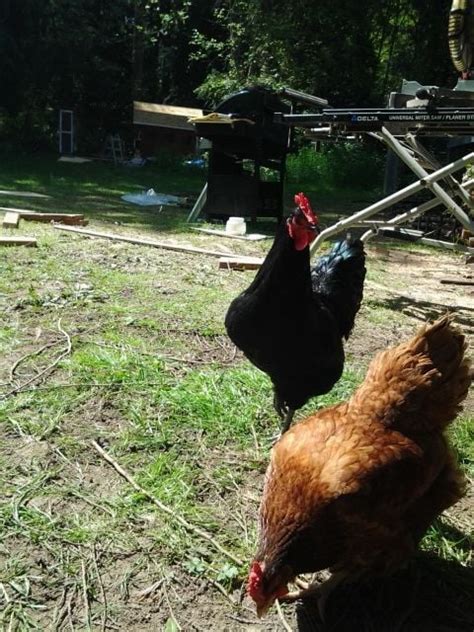 What Sex Is This Australorp Mix Americana Backyard Chickens Learn How To Raise Chickens