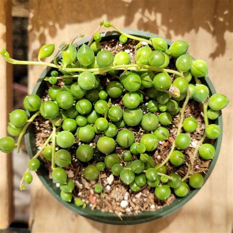 String Of Pearls Senecio Rowleyanus Succulent Plant Ebay