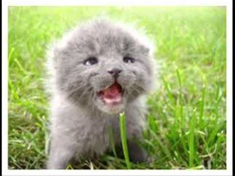 Los perros y gatos mas hermosos del mundo - YouTube