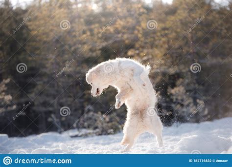 Dog In The Winter In The Snow Golden Retriever Plays In Nature Stock