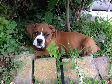 Craigslist New Orleans Lost Pets - Pet Spares