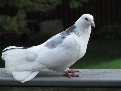 Beautiful White Pigeons Standing Hd Wallpapers