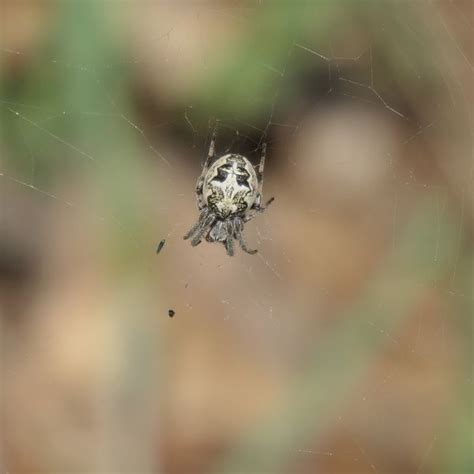 Spiders In Alaska