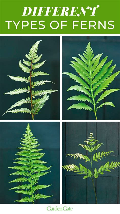 Different Types Of Fern Plants