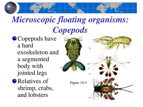 Ppt Chapter 14 Animals Of The Pelagic Environment