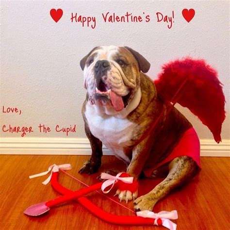 Romantic images for husband to. Happy Valentine's Day! Love, Charger ️ #englishbulldog # ...