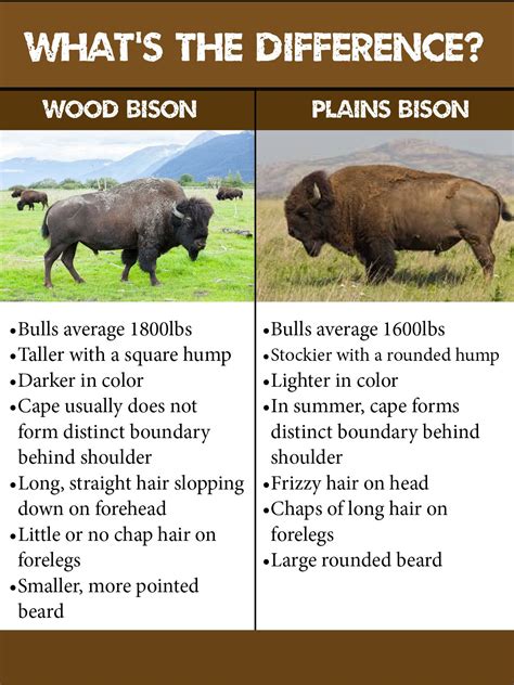 Wood Bison Restoration Awcc Buffalo Animal American Bison Bison